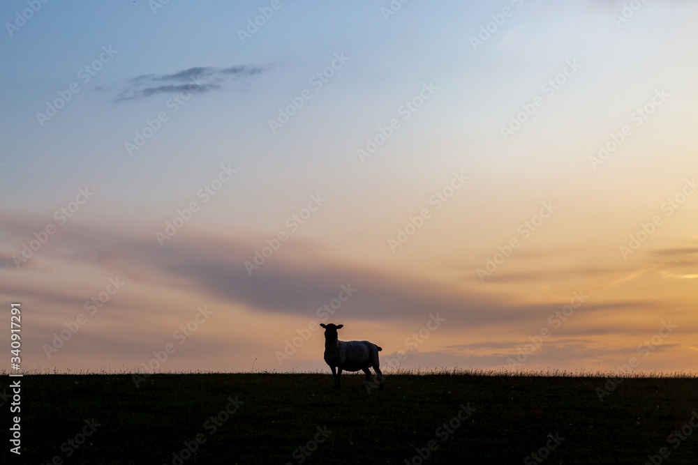 A lone sheep on a South Downs hillside at sunset