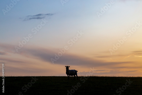 A lone sheep on a South Downs hillside at sunset