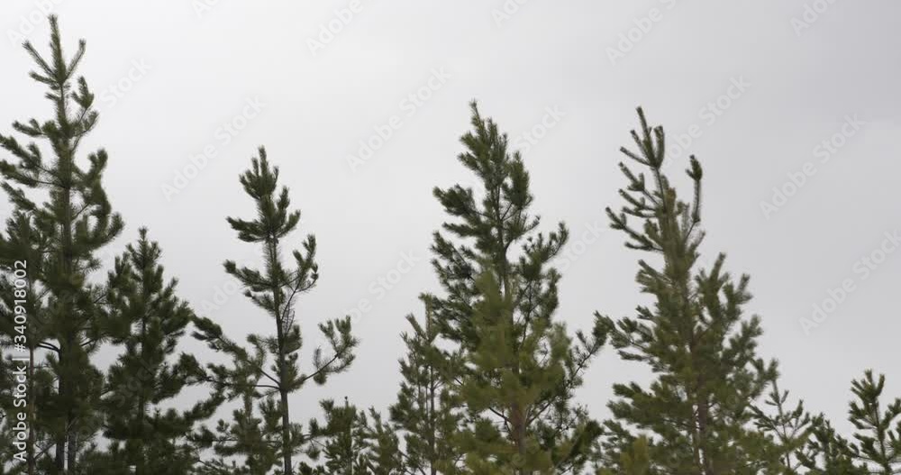 Close up shot of pine trees being shook by the gust of wind on overcast day. Close up shot of pine trees being shook by the gust of wind on overcast day.