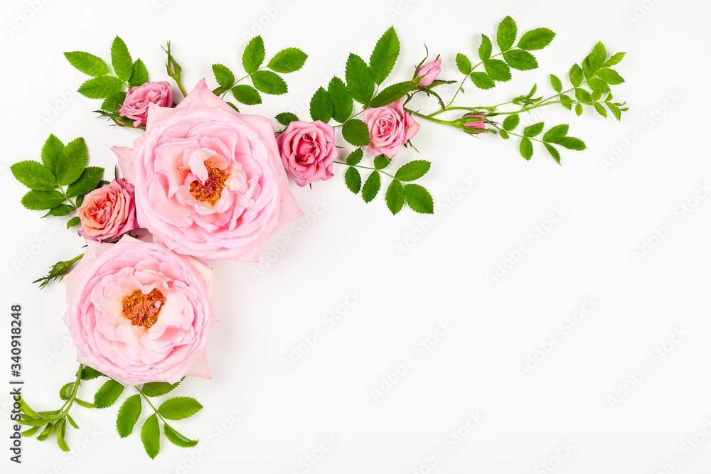 Beautiful pink roses flowers with green leaves on white background ...