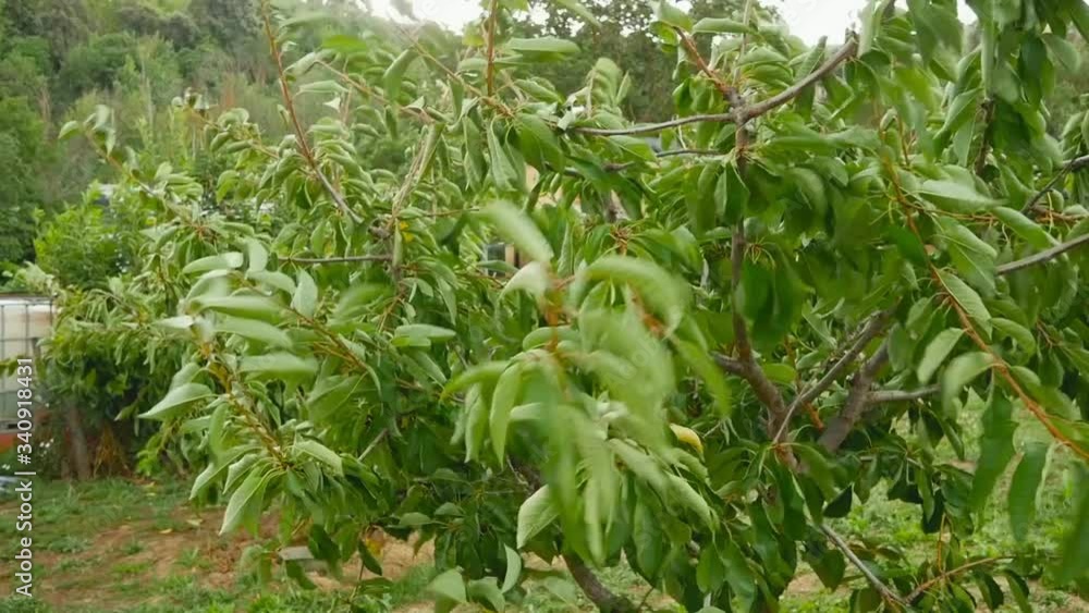 Cherry tree Cerasus with its branches full of green leaves moving due to the wind during spring before flowering Cherry tree Cerasus with its branches full of green leaves moving due to the wind during spring before flowering