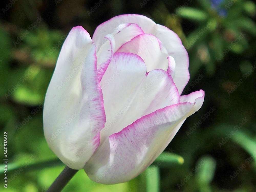 Fototapeta premium Farbenfrohe blühende Tulpen im Frühling