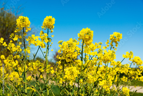 Schleswig-Holstein, Rapsblüte an der Ostseeküste im April © penofoto.de