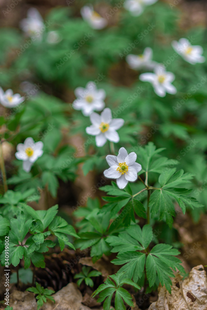 White anemone flowers in the forest. Primroses White anemone flowers in the forest. Primroses