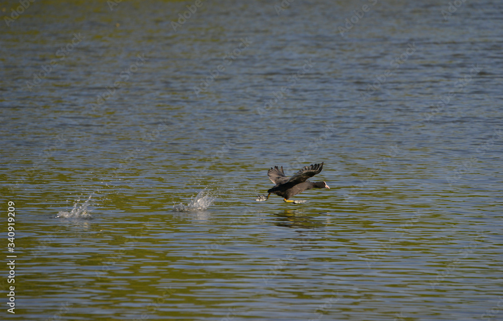 Foulque macroule en plein décollage sur l'eau Foulque macroule en plein décollage sur l'eau
