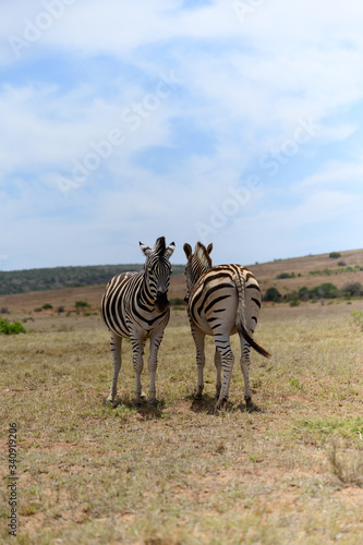Fototapeta Naklejka Na Ścianę i Meble -  Zebras in Addo Elephant Park