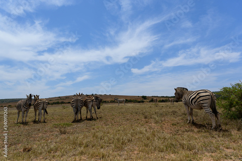 Fototapeta Naklejka Na Ścianę i Meble -  Zebras in Addo Elephant Park