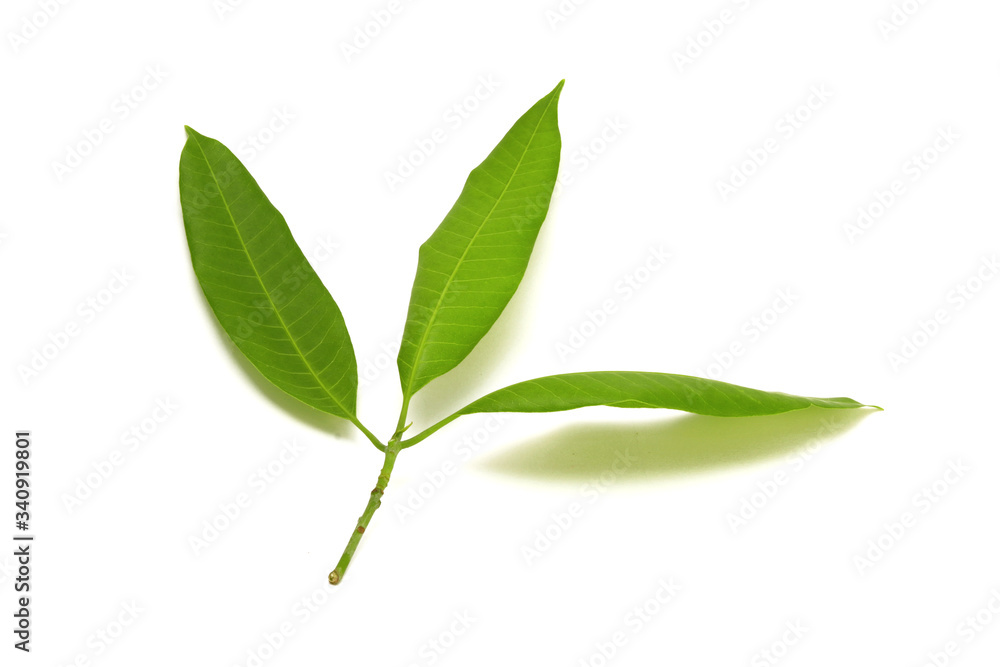Mango Leaves Mango Leaves