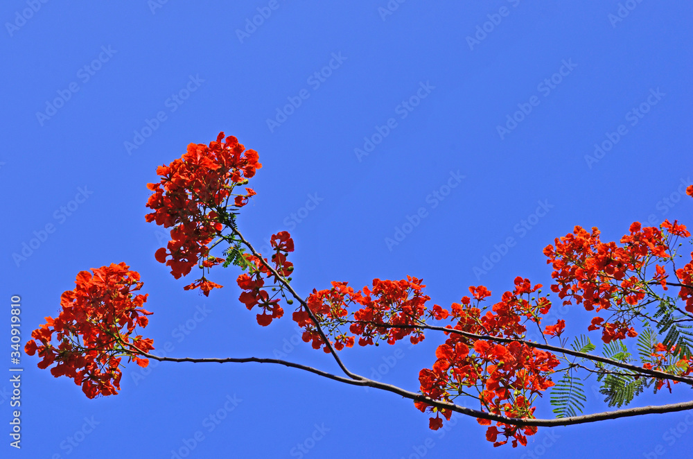 Beautiful red flowers of Royal Poinciana on blue background Beautiful red flowers of Royal Poinciana on blue background