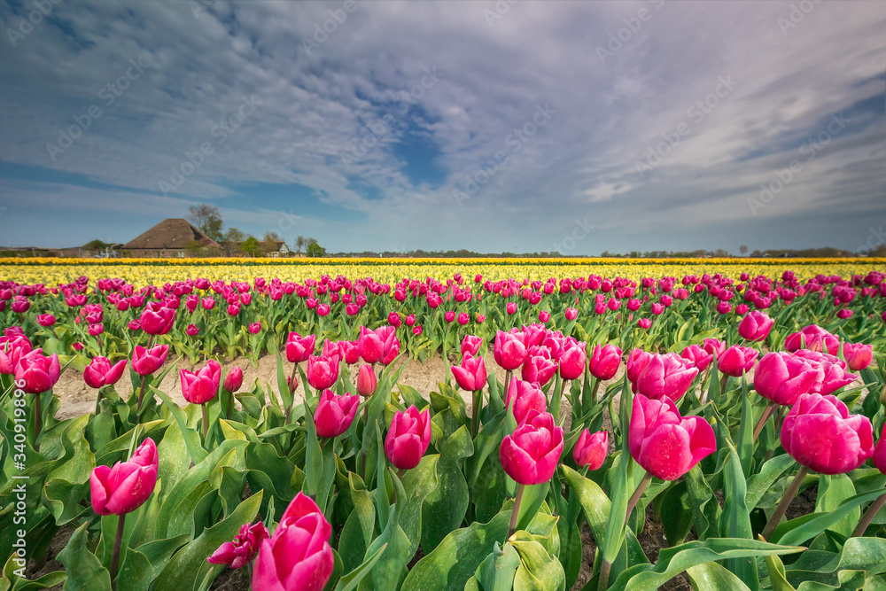 beautiful colorful tulip field in spring farmland