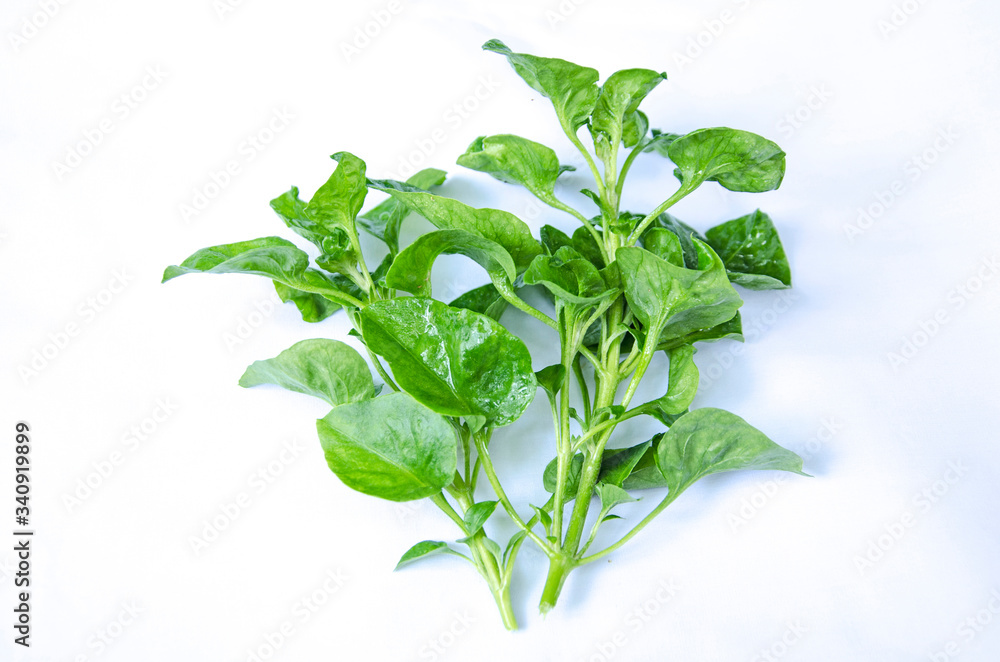Fresh green leaves and branches of Water cress Fresh green leaves and branches of Water cress