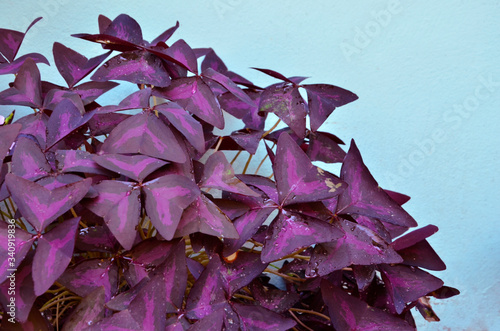 Beautiful violet leaves of Triangle leaves on blue background photo