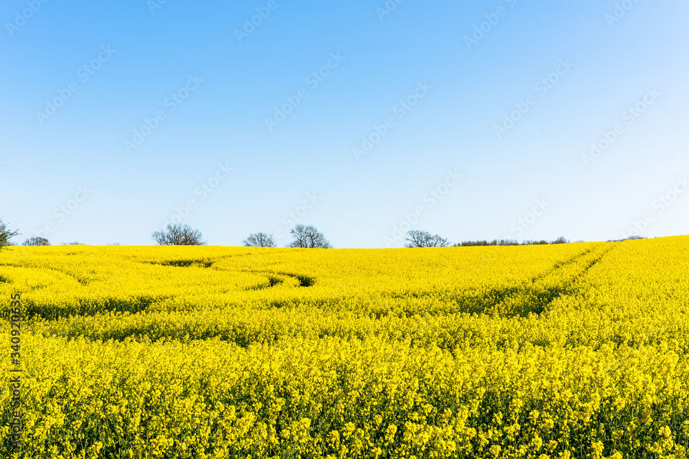 Schleswig-Holstein, Rapsblüte an der Ostseeküste im April