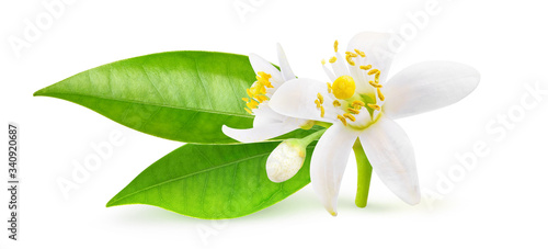 Foto Isolated orange blossoms