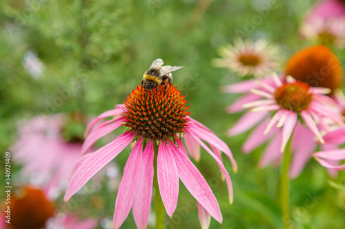 A bumblebee facing the camera on top of pink echnacea with same flowers on the background