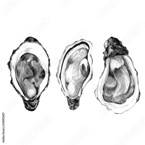 Hand drawn sketch of pacific oysters