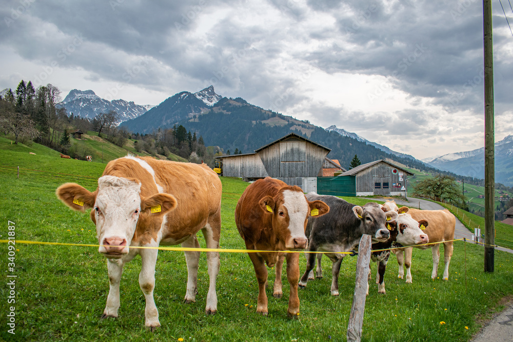 Obraz premium Beautiful swiss cows. Alpine meadows. Mountains.