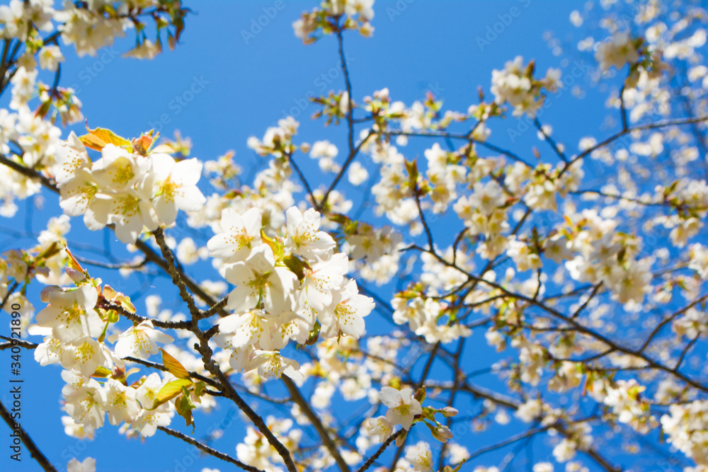 奥多摩の桜 奥多摩の桜