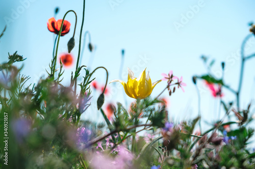 Fototapeta Naklejka Na Ścianę i Meble -  Wild yellow tulip close-up with red poppies and other spring flowers against a blue sky