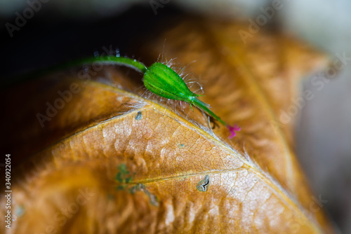 Geranium robertianum bud of forest wild flower. Low depth of field macro photo photo