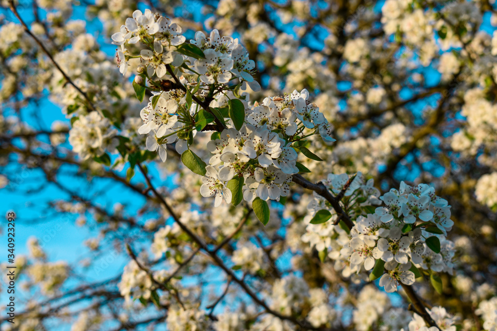n spring beautiful flowers grow.
n spring beautiful flowers grow.