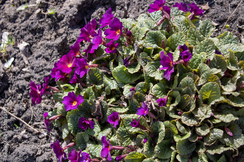 Spring burgundy wild violet in all its beauty photo