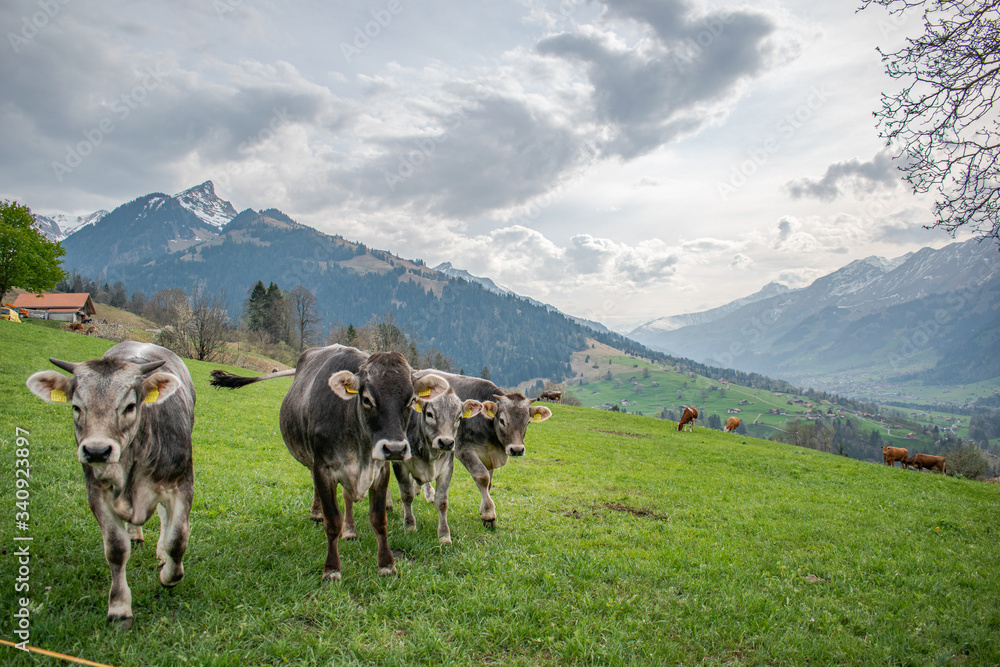 Beautiful swiss cows. Alpine meadows. Mountains. Beautiful swiss cows. Alpine meadows. Mountains.
