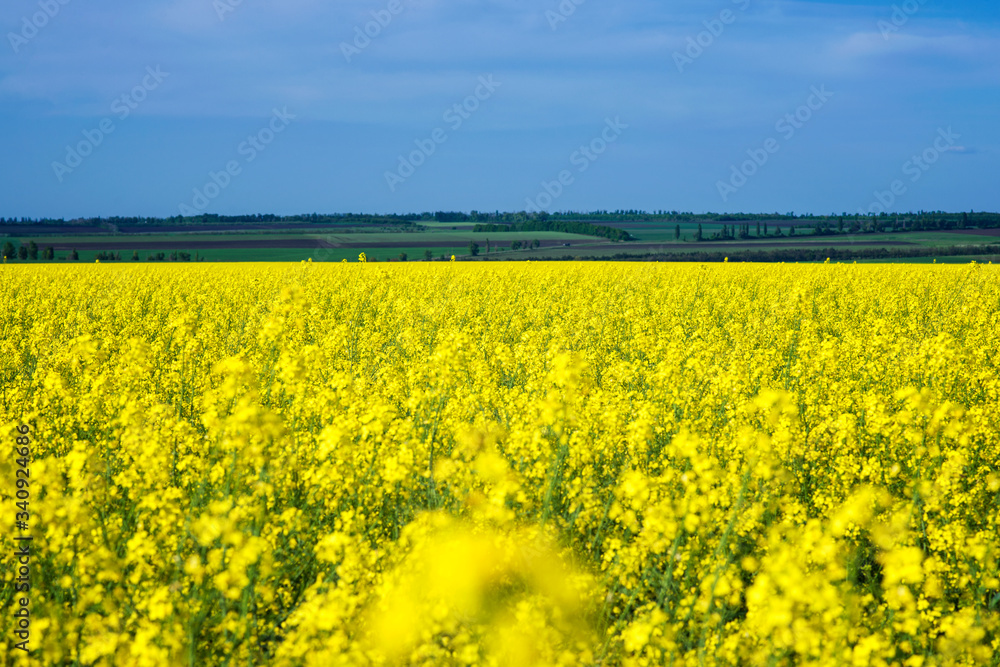 Yellow raps field and blue sky, beautiful country view, production of raps oil