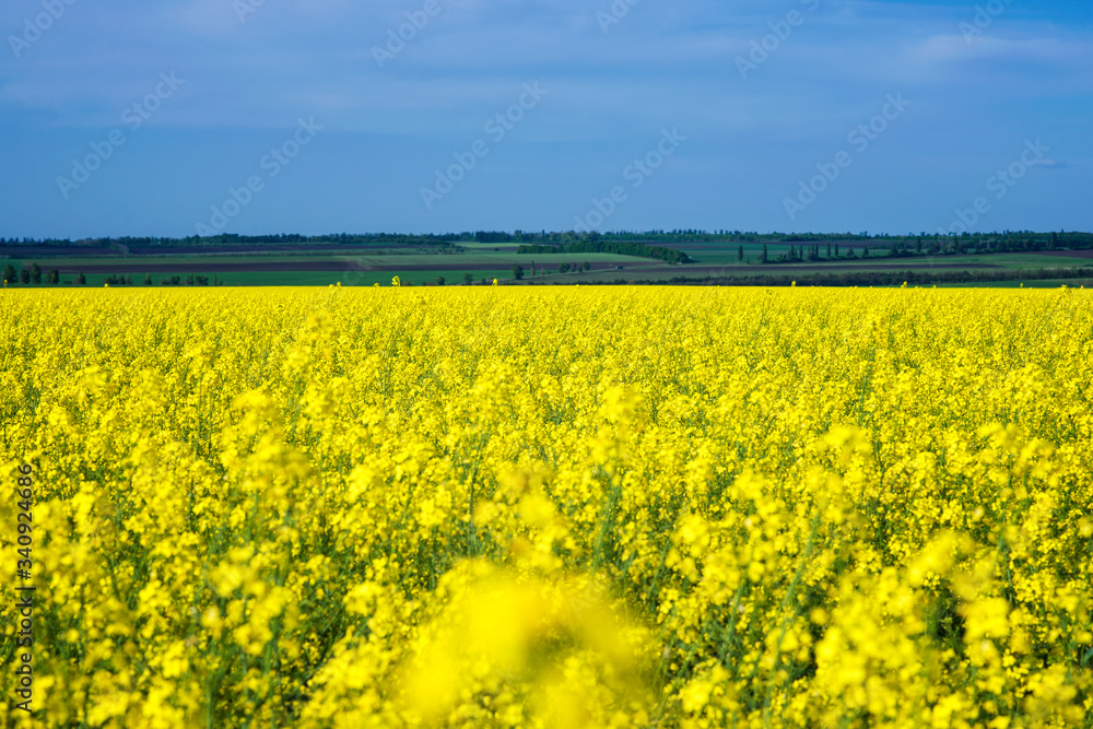 Yellow raps field and blue sky, beautiful country view, production of raps oil Yellow raps field and blue sky, beautiful country view, production of raps oil