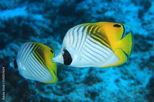 Threadfin butterflyfish underwater in the tropical coral reef photo