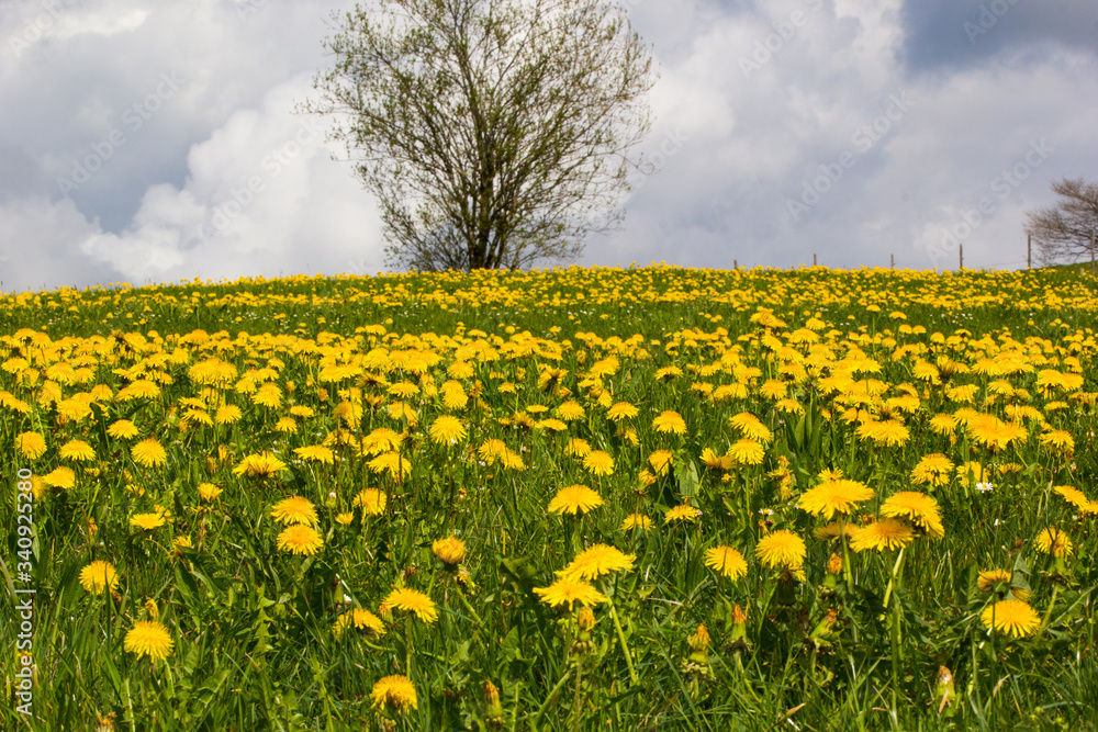 Frühling im Allgäu, blühende Löwenzahnwiese