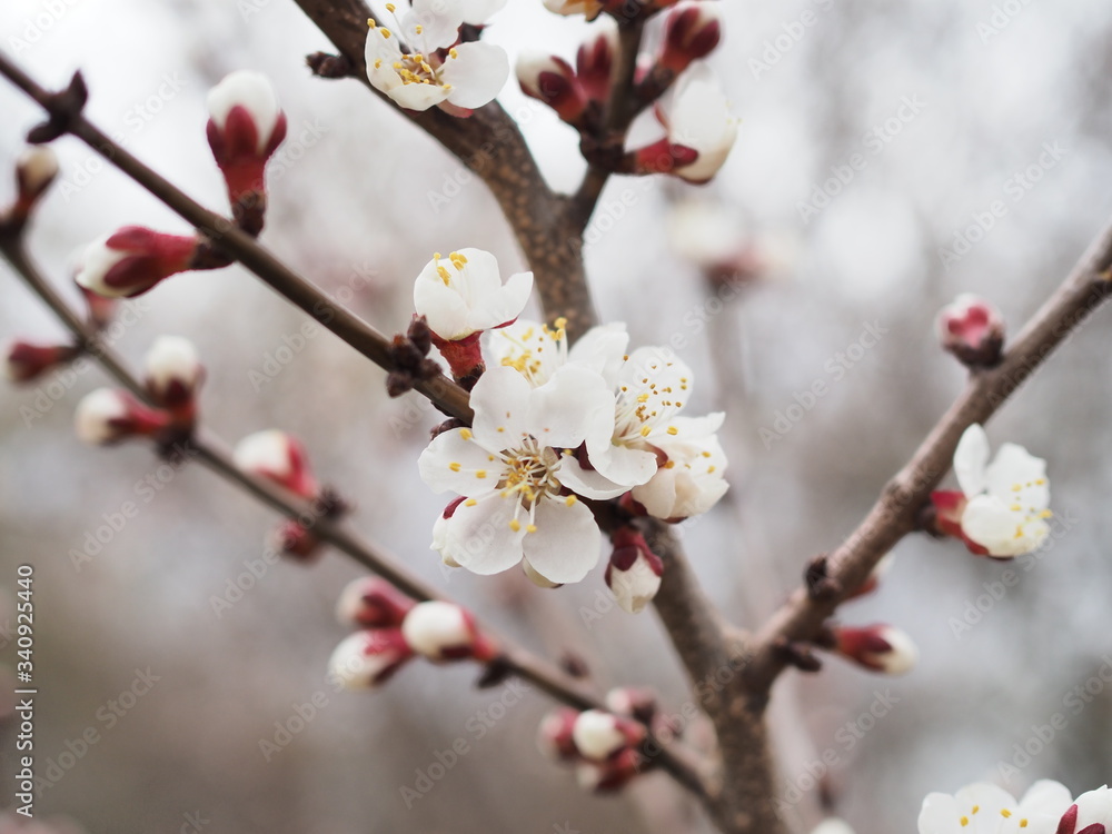 cherry blossom branch close up in spring