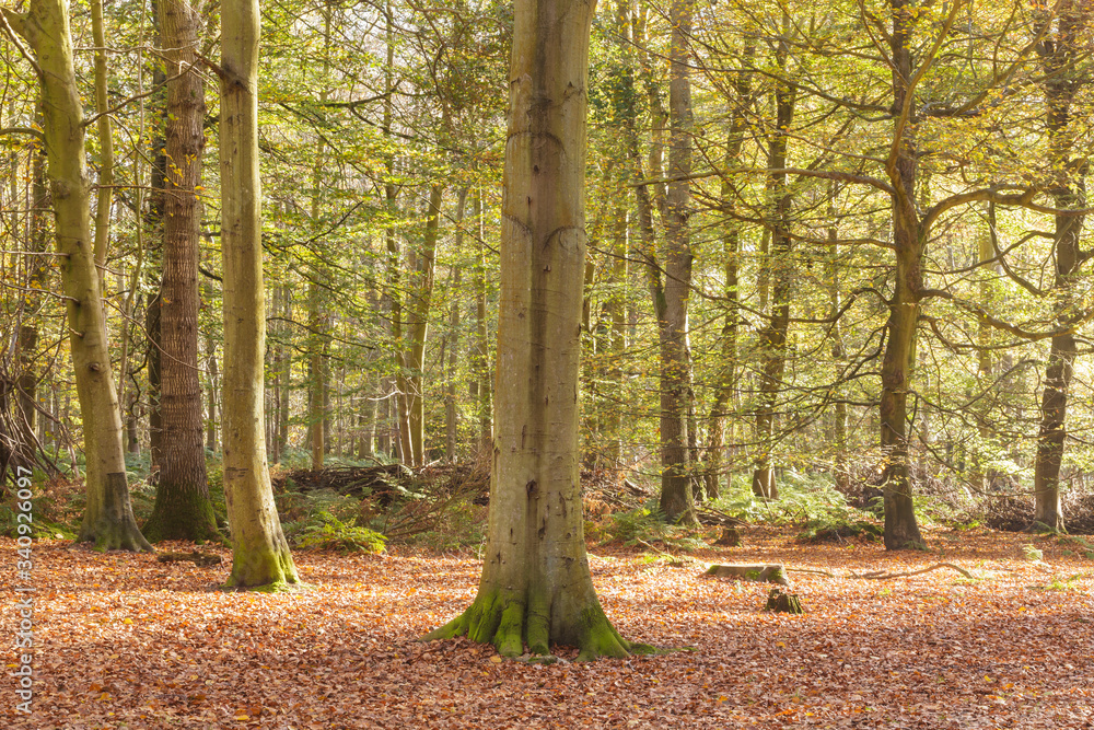 Felbrigg woods in Norfolk. The beech trees here form part of a huge V that were were planted in 1946