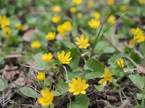 Spring background with yellow Blooming Caltha palustris, known as marsh-marigold and kingcup. Flowering gold colour plants in Early Spring.