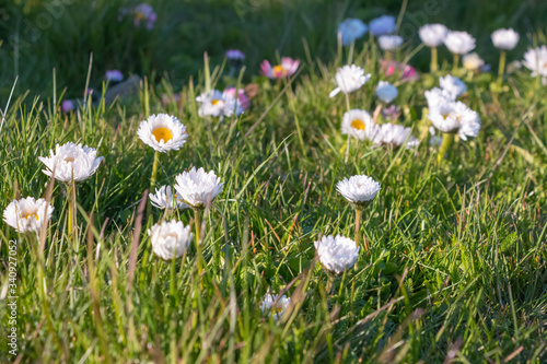 White and pink daisies in green grass. Spring background.