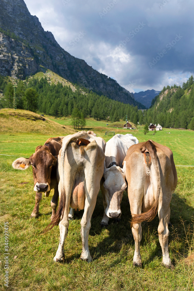 Cows In The Mountains, Alpe Devero, Italy