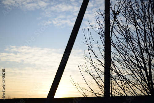 young tree on sunset background
