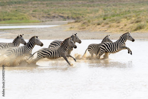 Common or Plains Zebra (Equus quagga) herd, running fast in splashing water, Ngorongoro crater national park, Tanzania