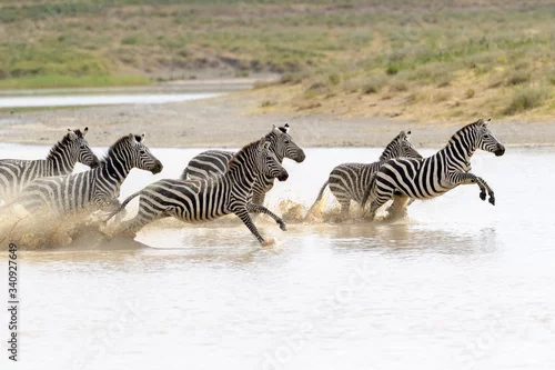 Obraz Common or Plains Zebra (Equus quagga) herd, running fast in splashing water, Ngorongoro crater national park, Tanzania