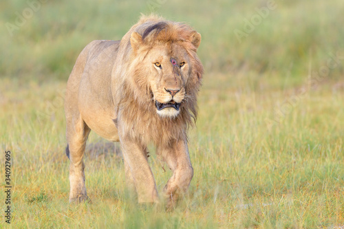 Male lion  Panthera leo  walking on savanna  Ngorongoro conservation area  Tanzania.