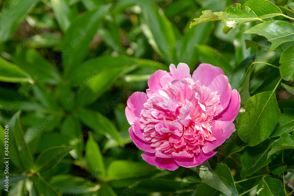 Pink peony bud close up. Beautiful purple peony on the bush in the garden. Floral background. Spring and summer flowers. Pink peony bud close up. Beautiful purple peony on the bush in the garden. Floral background. Spring and summer flowers.