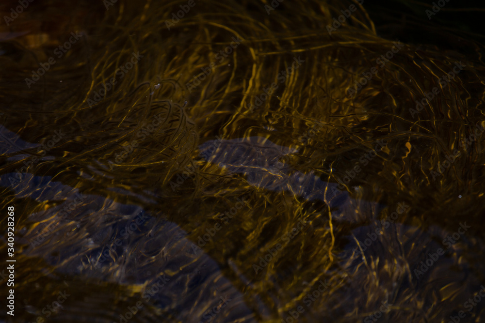 Texture (seaweed)