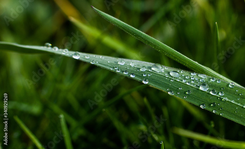 Krople deszczu na trawie