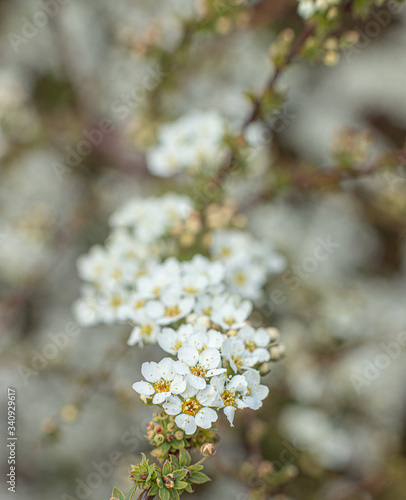 Tawuła wczesna (spiraea arguta)