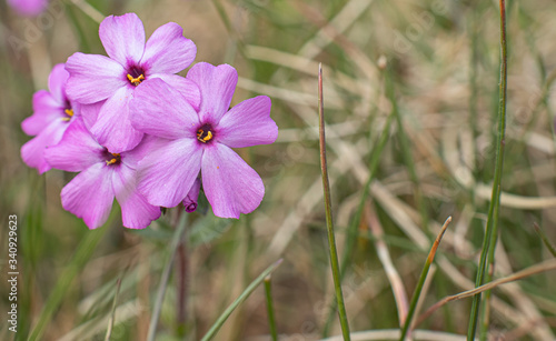 Fioletowe kwiaty w suchej trawie