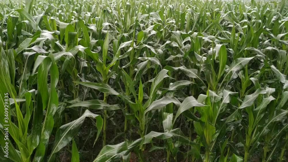 Rain falling on green corn crop at form after severe summer drought natural. Nepal Rain falling on green corn crop at form after severe summer drought natural. Nepal