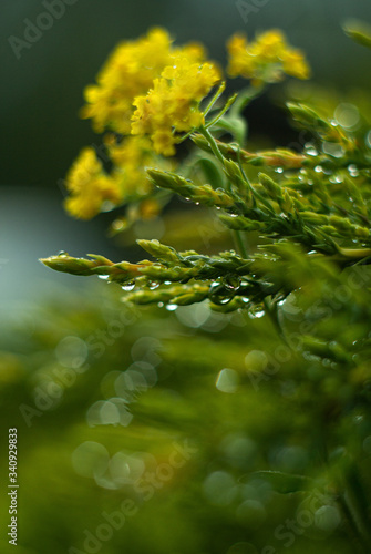 Zielone rośliny po deszczu
