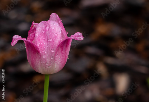 Tulipan w kroplach deszczu