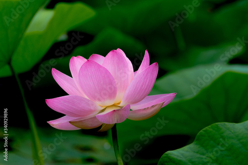 Lotus blossom