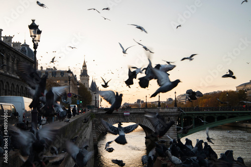 Photography flying birds in paris